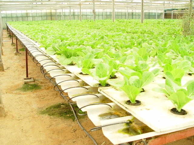 lettuce in hydroponic system_JPG
